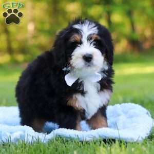 Dodger, Mini Bernedoodle Puppy